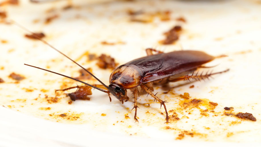 Cockroach Dishes - Pest Control in Ankeny, IA