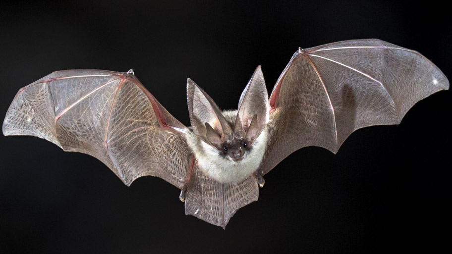 Bat Removal in Ames, IA - Bobcat Wildlife & Pest Management | Des Moines, IA
