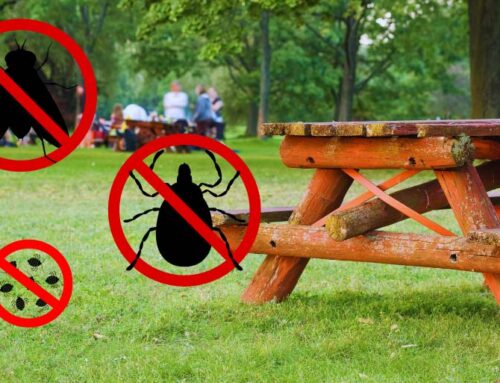 Summer Pest Control: Tips for a Bug-Free Picnic