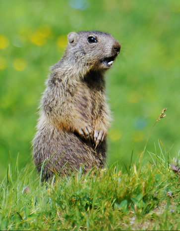 Groundhog standing in a lawn - Groundhog Removal