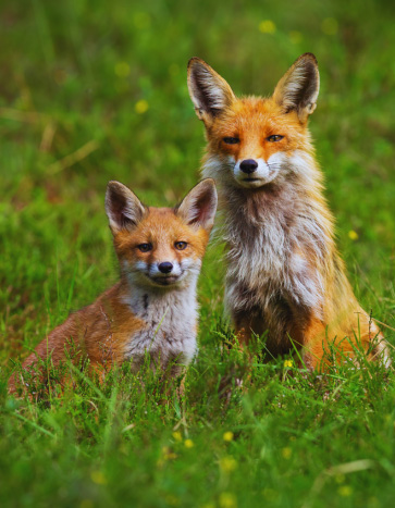 Redd Foxes in a lawn - Fox Removal