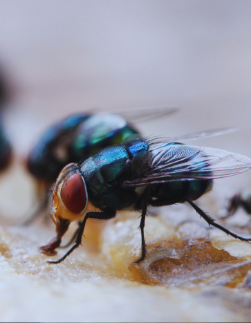 Flies swarming on food