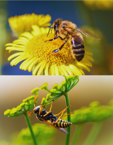 A Bee and a wasp - Summer Pest Control