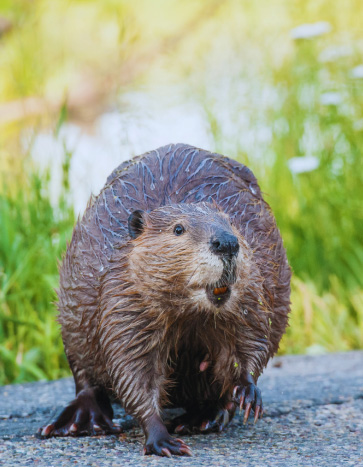 Beaver in a lawn - Beaver Removal
