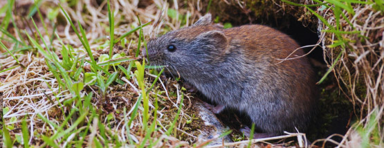 Grey red-backed vole