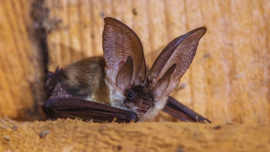 Bat Removal in Clive, IA