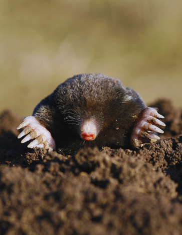 Mole coming out from hole in a lawn - Mole Control