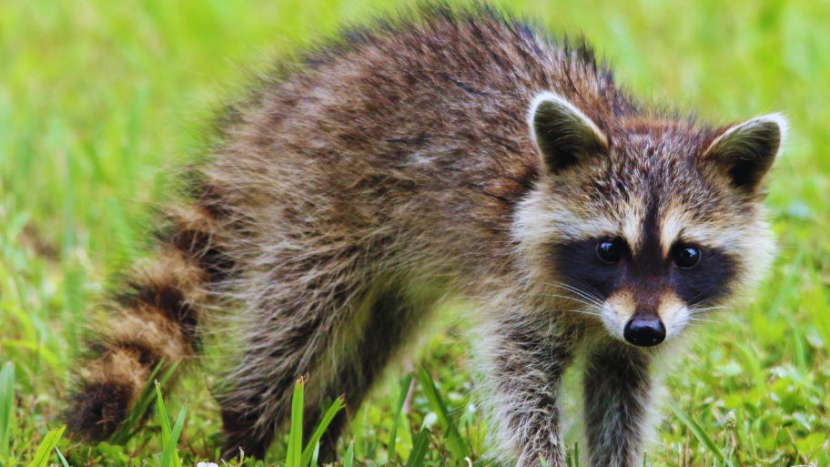 Raccoon Removal in Clive, IA