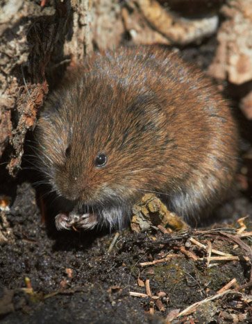 Southern Red-backed vole in a lawn - Vole Removal