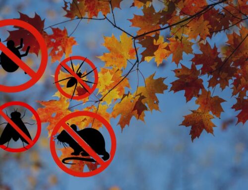 Fall Pests Preparation: Protect Your Home This Fall