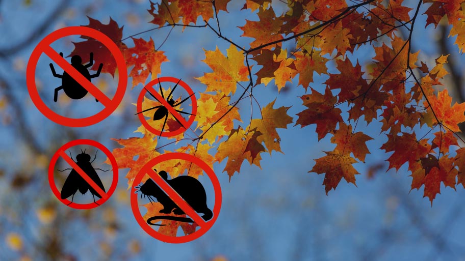 Fall Pests Preparation