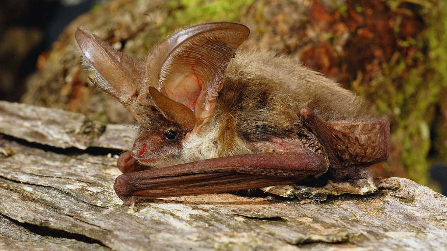 Bat Removal in Des Moines, IA