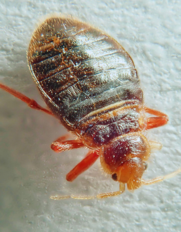 Bed bug crawling on a bed - Back to School Pest Prevention