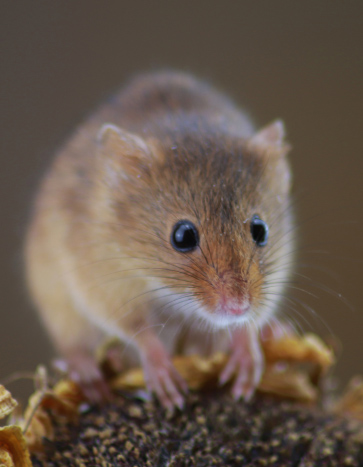 Mouse on school grounds