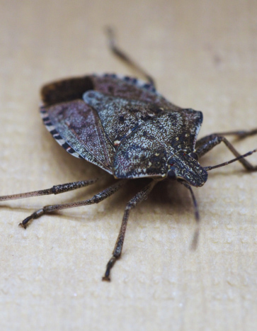 Brown Marmorated Stink Bugs