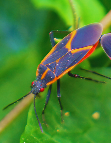 Boxelder Bugs