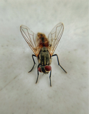 Cluster Flies - Fall Pests