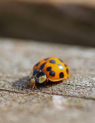 Multicolored Asian Lady Beetles - Fall Pests