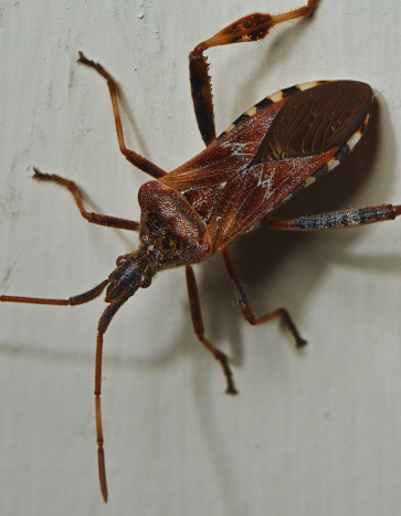 Western Conifer Seed Bugs