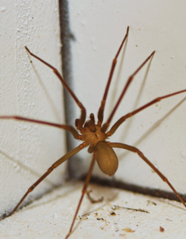 Brown Recluse Spider