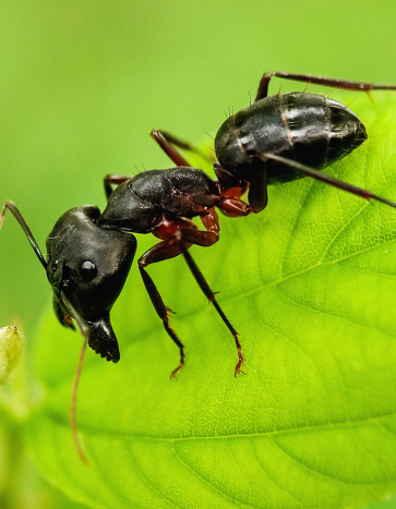 Carpenter Ant crawling on a leaf