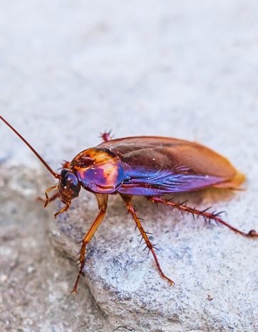 Cockroach on school grounds