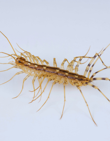 house centipede