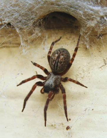 Common House Spider