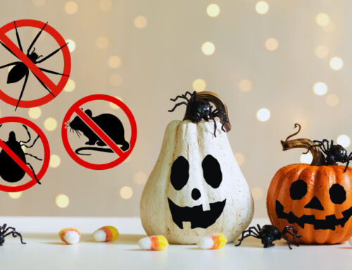 Halloween Pest Control: Protect Your Halloween Decor from Pests