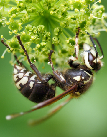 bald faced hornet hanging on a plan near a house in Iowa - Hornet Removal