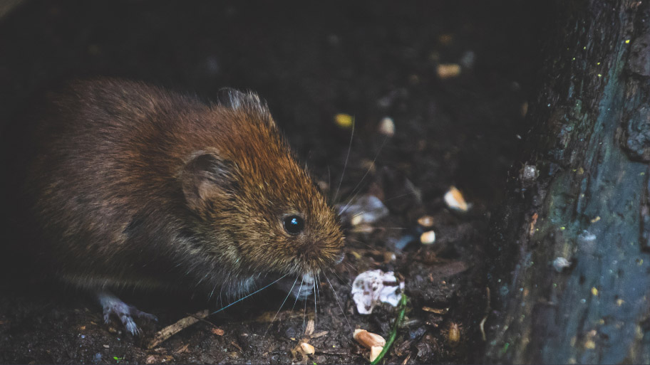 Mice Removal in Johnston, IA