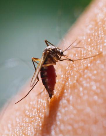 a little mosquito bites on a human - Mosquito Pest Control