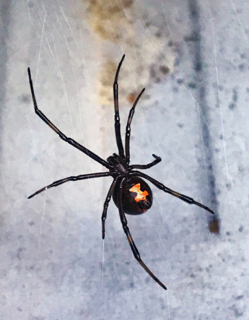 black widow in iowa