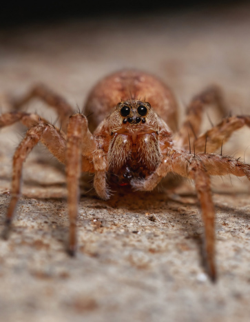 Wolf spider in iowa - Spider Pest Control