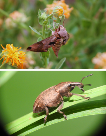 Pantry Pests (Moths, Weevils)