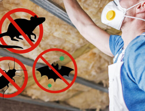 Attic Insulation and Pest Control: Why You Should Remove Contaminated Insulation