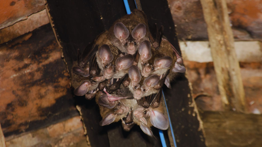 Bat Removal in Van Meter, IA