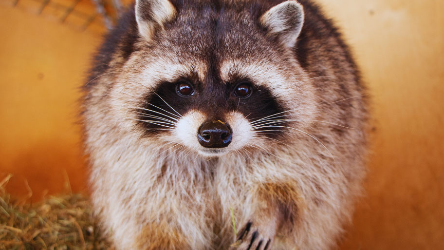 Raccoon Removal in Van Meter, IA