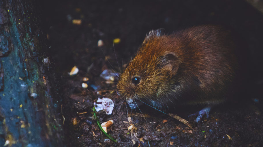 Mice Removal in Van Meter, IA