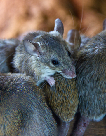 Mice in the attic - Attic Insulation and Pest Control