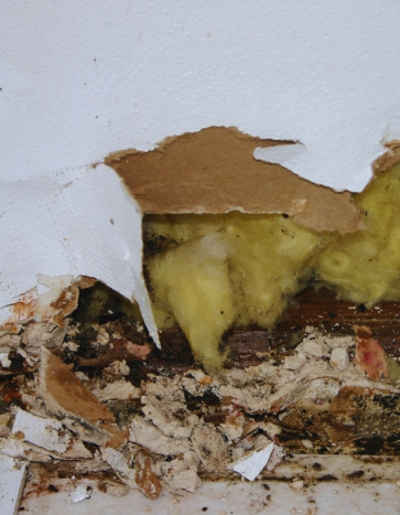 Damaged insulation