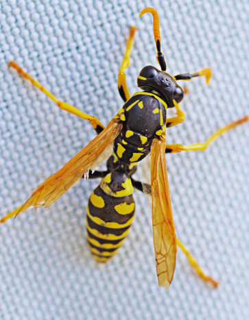 Paper wasp close up shot - Wasp Pest Control