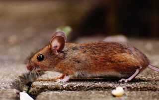 Mice sneaking in a house in Des Moines - how to keep mice out