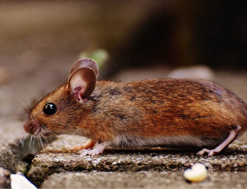 How to Keep Mice Out of Your Des Moines Home This Winter