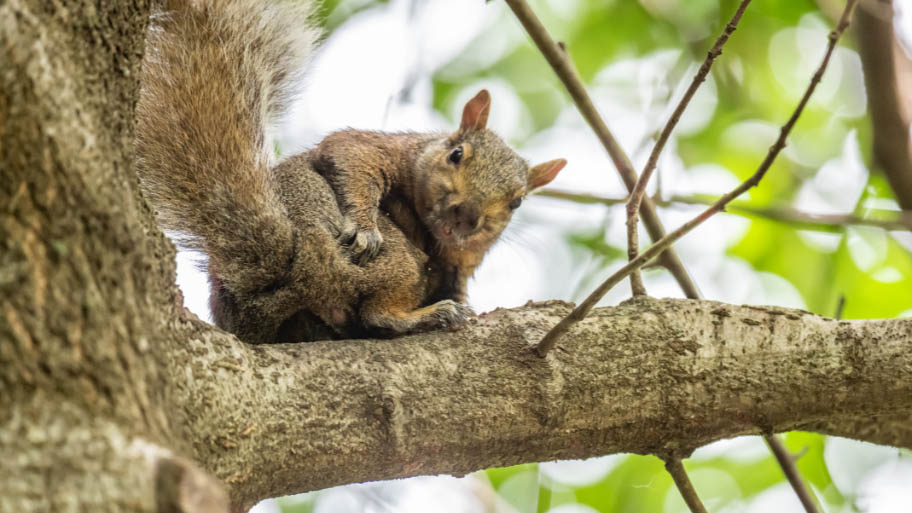 Squirrel Removal in Adel, IA