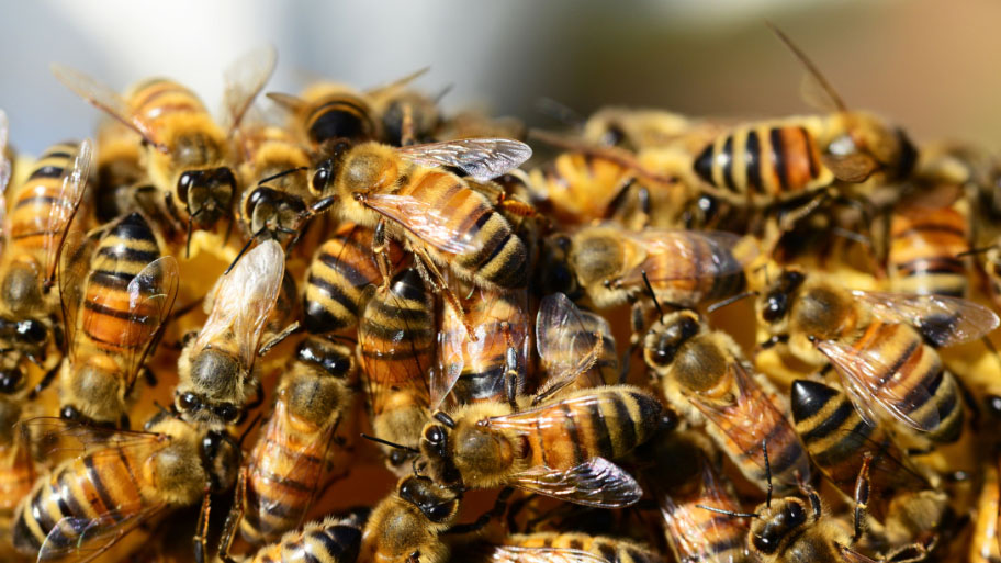 Bee Removal in Adel, IA