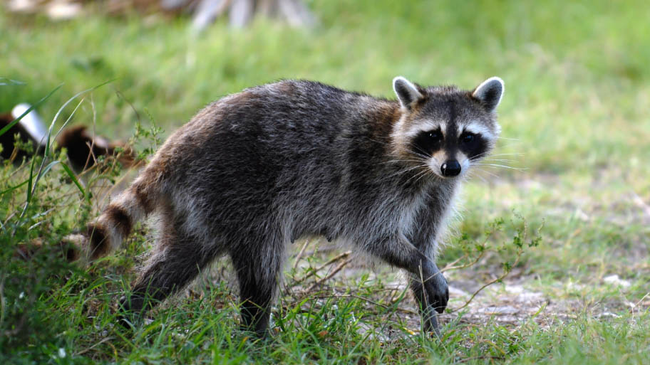 Raccoon Removal in Adel, IA