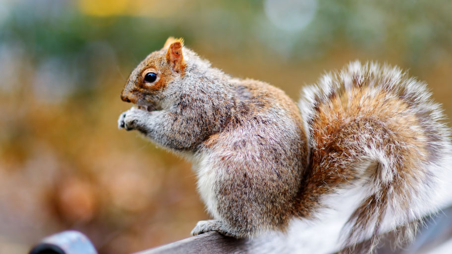 Squirrel Removal in Ames, IA