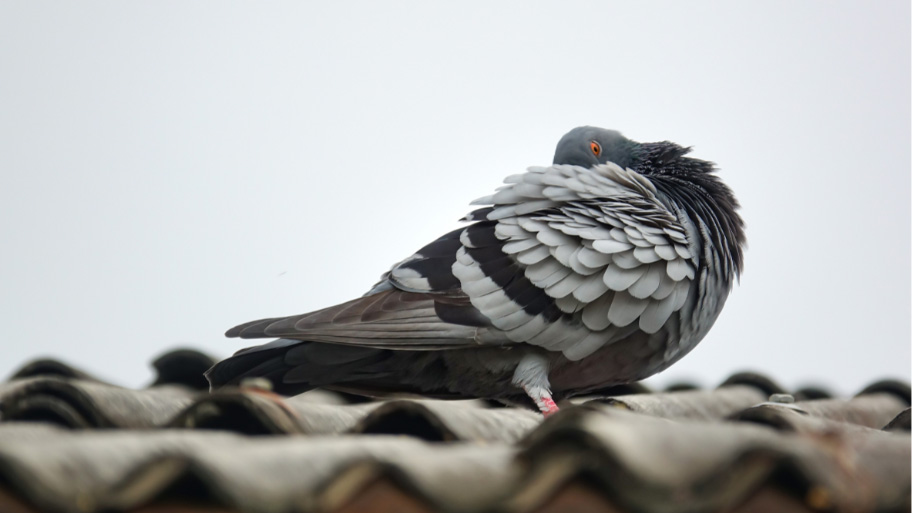 Bird Removal in Ames, IA