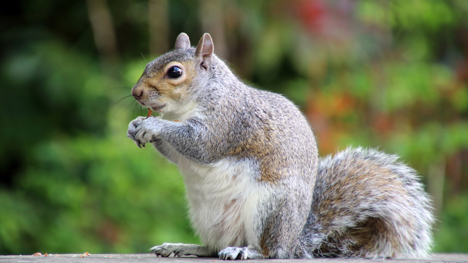 Squirrel Removal in Ankeny, IA